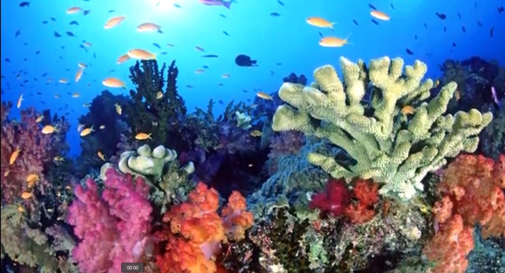 Dominican Republic Coral Reefs