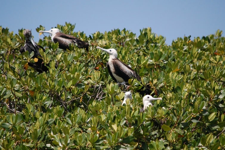 Dominican Republic: Eastern National Park - frigate bird 