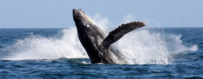 humpback