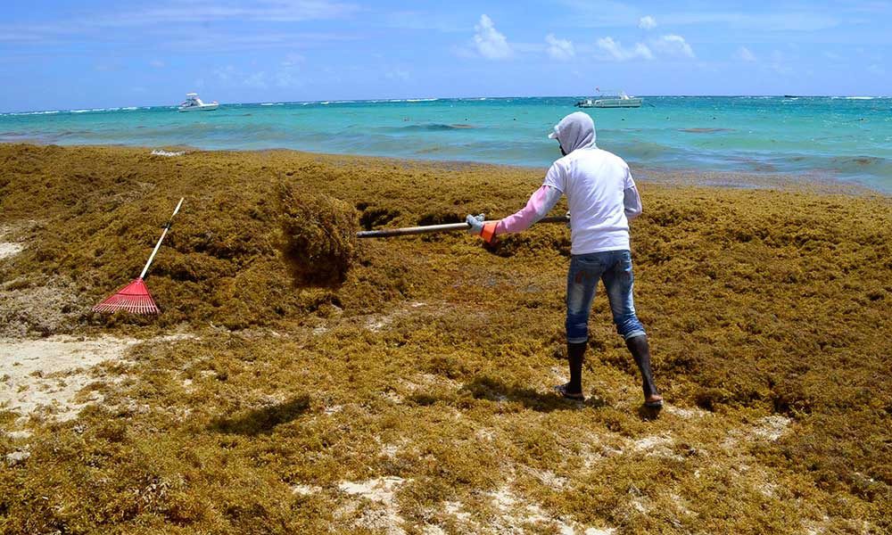 Project for sustainable sargassum management launched in the Dominican Republic